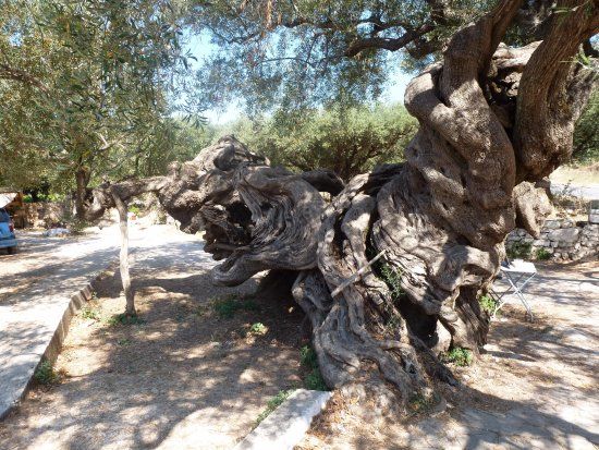 Olive Tree